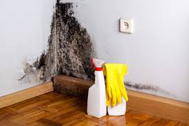 Reliable Shaw, MS Mold Removal Solutions